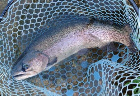 フィッシングパーク髙島の泉で数釣り